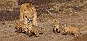 062 Kenia, Masai Mara, leeuwen, marsh pride